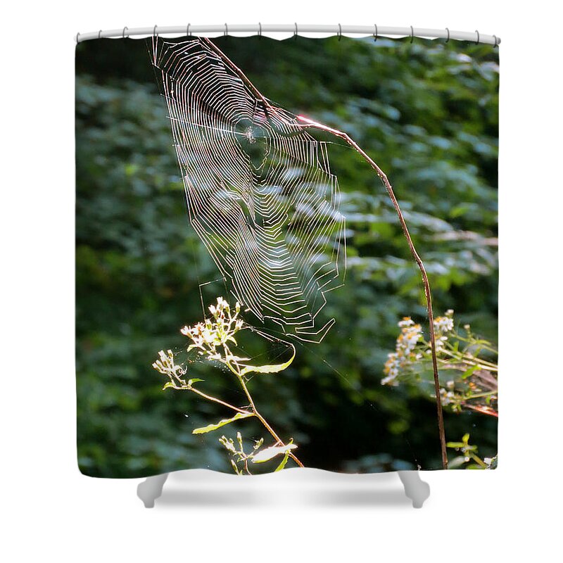 Spiders Shower Curtain featuring the photograph Morning Web by Azthet Photography