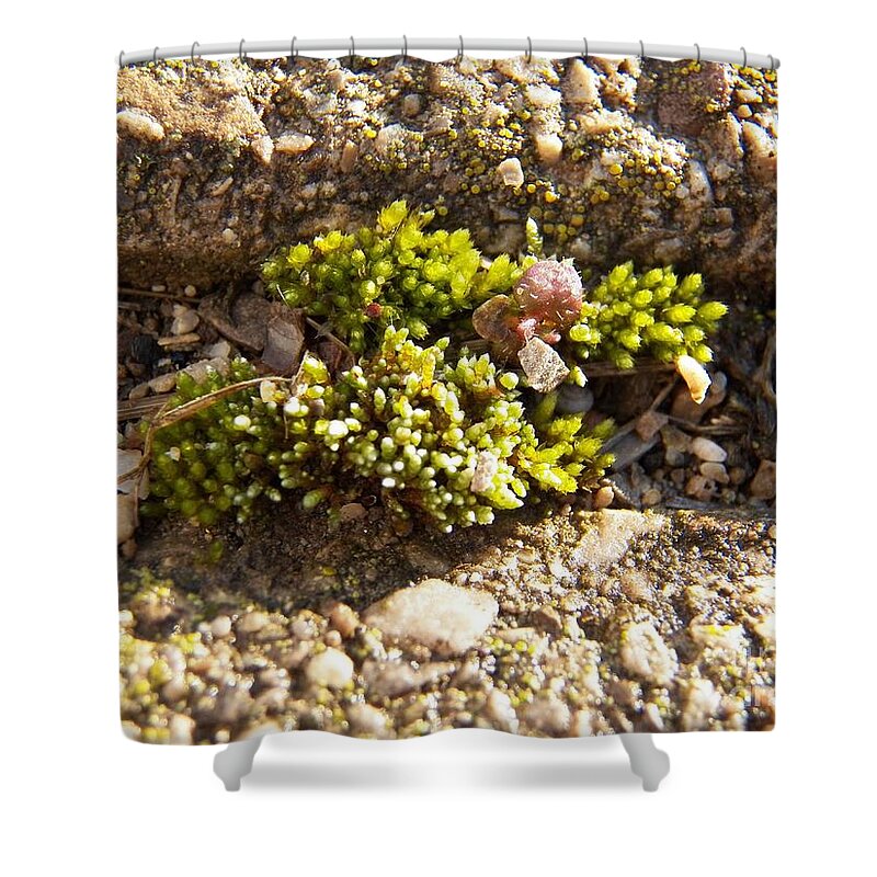 Moss Shower Curtain featuring the photograph Moss and Pebbles by Corinne Elizabeth Cowherd