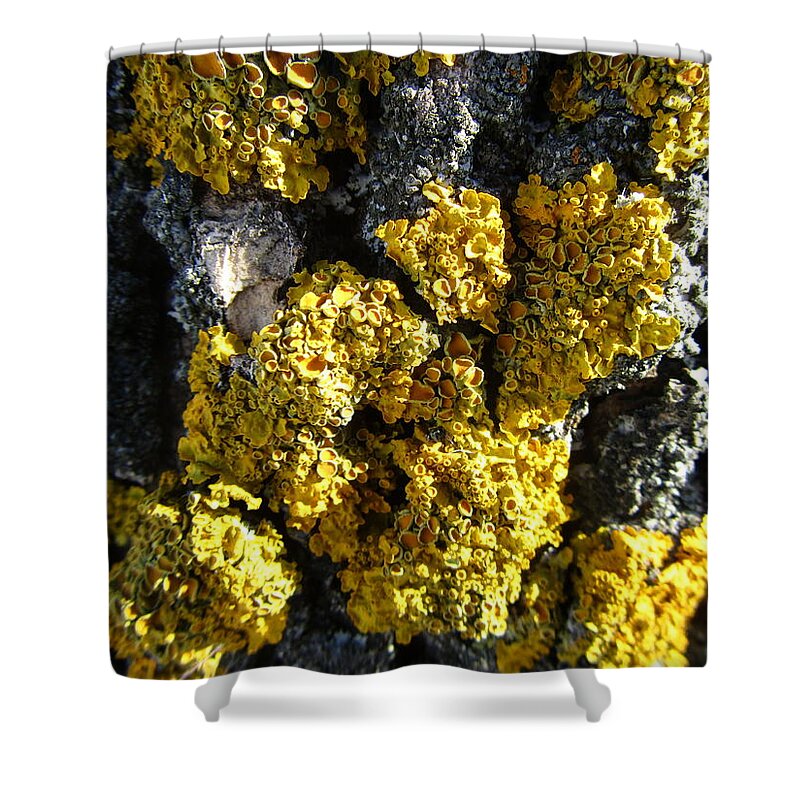 Moss Shower Curtain featuring the photograph Moss by Jackie Russo