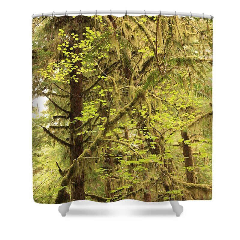 Spring Leaves Shower Curtain featuring the photograph Mossy Trees and Spring Green by Carol Groenen