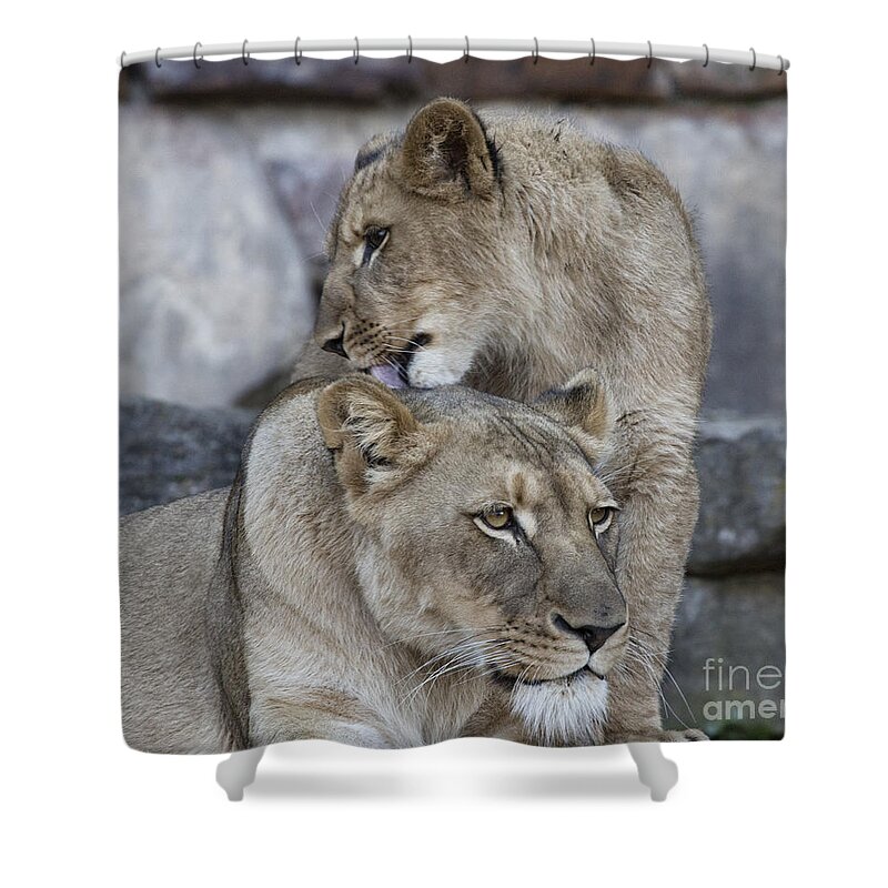  Lion Shower Curtain featuring the photograph Mother and Child V10 by Douglas Barnard