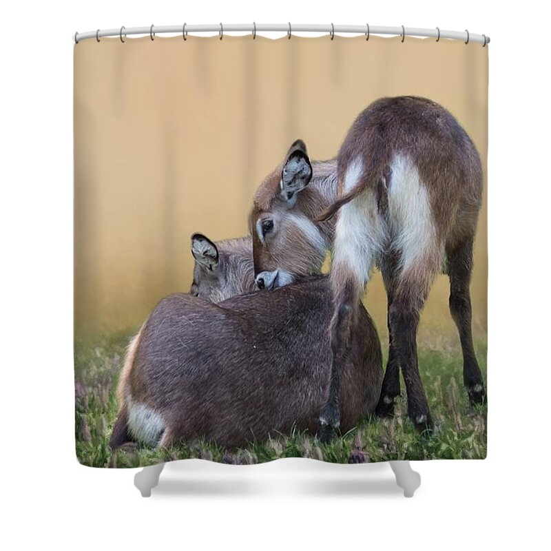 Waterbucks Shower Curtain featuring the photograph Mother and Child Waterbucks by Eva Lechner