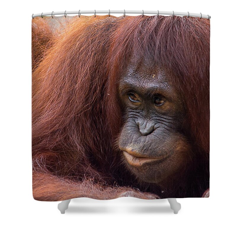 Orangutan Shower Curtain featuring the photograph Mother Orangutan with Baby by John Black