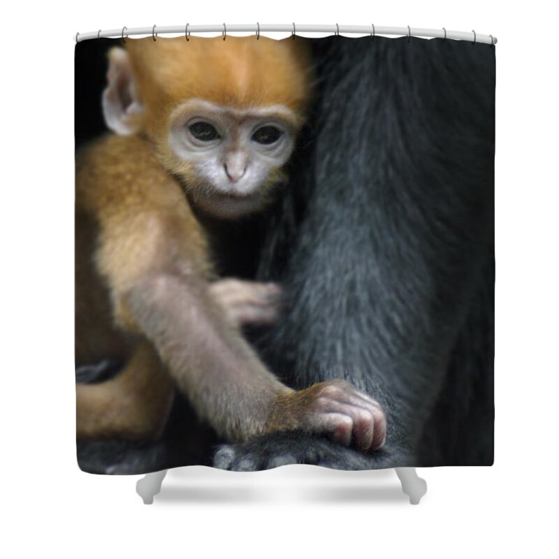 Baby Shower Curtain featuring the photograph Motherhood - Primate by DArcy Evans