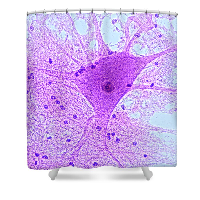 Histology Shower Curtain featuring the photograph Motor Neuron From Spinal Cord by M I Walker