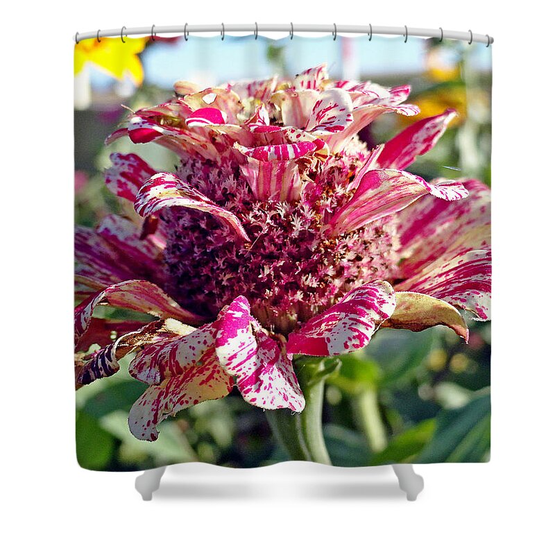 Mottled Pink Shower Curtain featuring the photograph Mottled Pink Cone Flower by Robert Meyers-Lussier