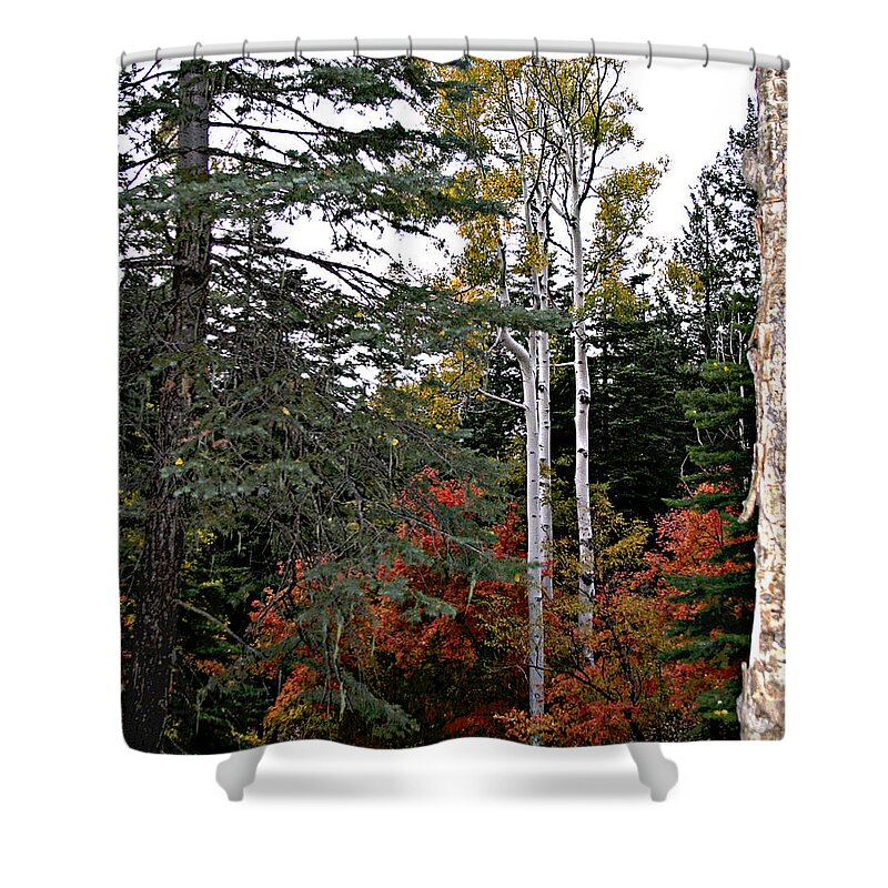 Trees Shower Curtain featuring the photograph Mountain Autumn by Matalyn Gardner