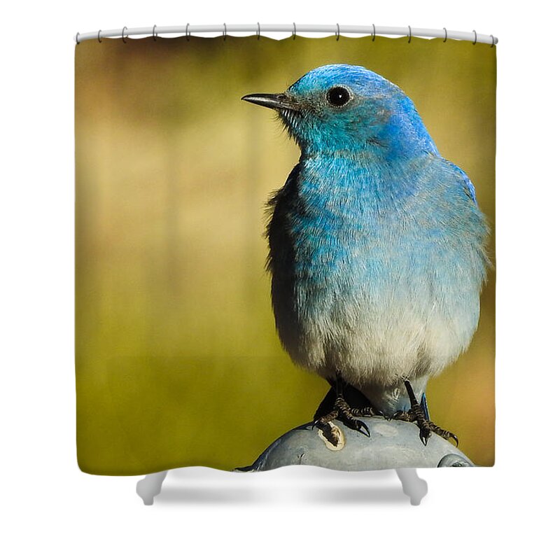 Bird Shower Curtain featuring the photograph Mountain Bluebird Male by Mindy Musick King