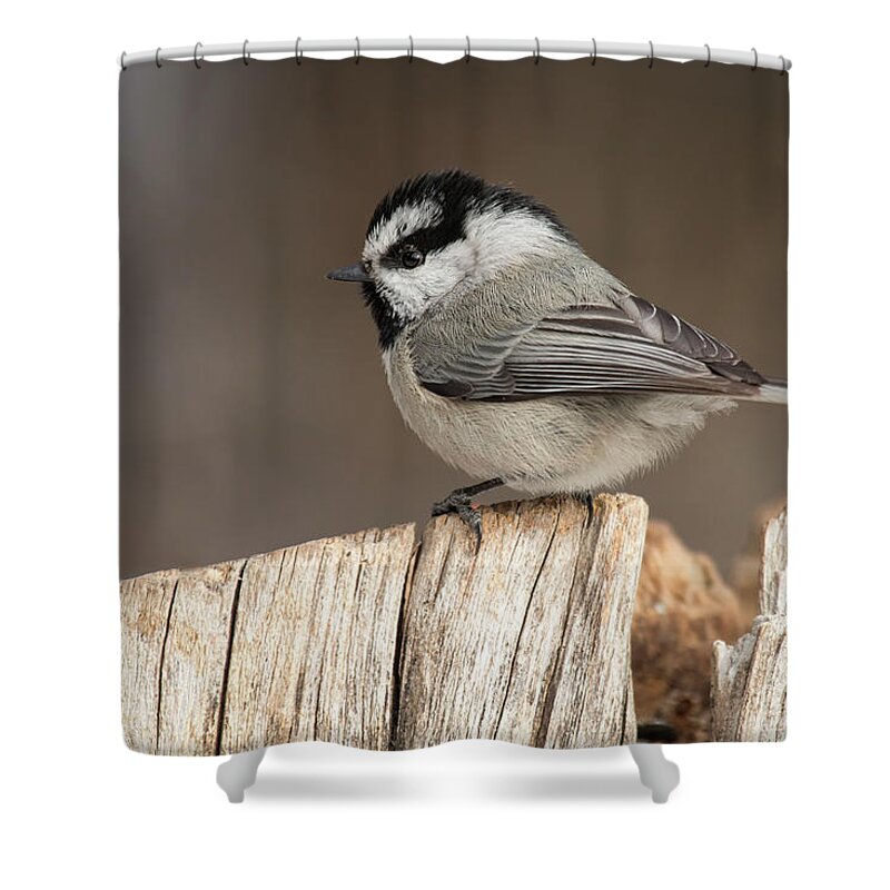 Bird Shower Curtain featuring the photograph Mountain Chickadee by Celine Pollard