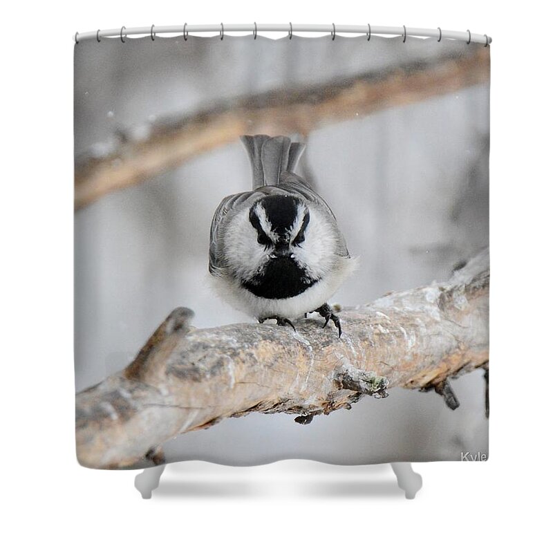  Shower Curtain featuring the photograph Mountain Chickadee by Kyle Kittelberger