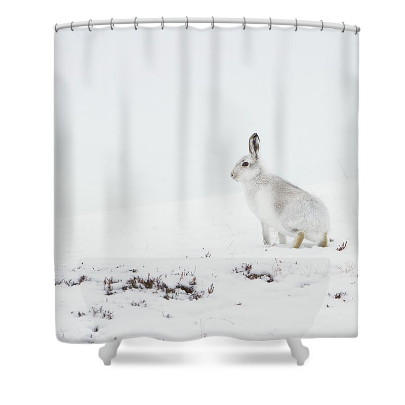 Mountain Shower Curtain featuring the photograph Mountain Hare Side On by Pete Walkden