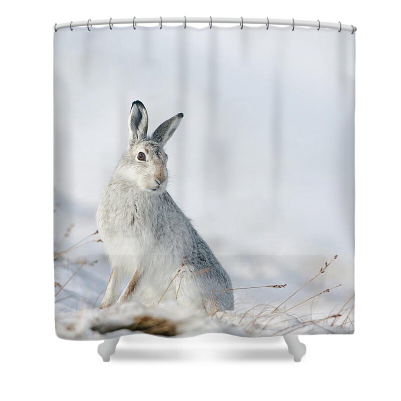 Mountain Shower Curtain featuring the photograph Mountain Hare Sitting In Snow by Pete Walkden