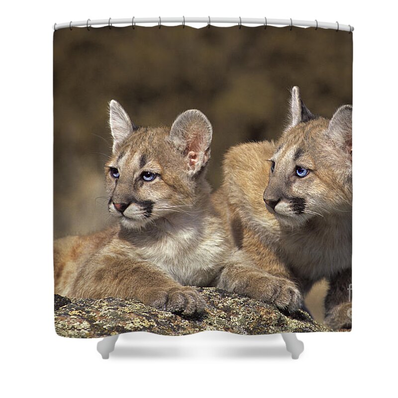 Mountain Lion Shower Curtain featuring the photograph Mountain Lion Cubs on Rock Outcrop by Dave Welling