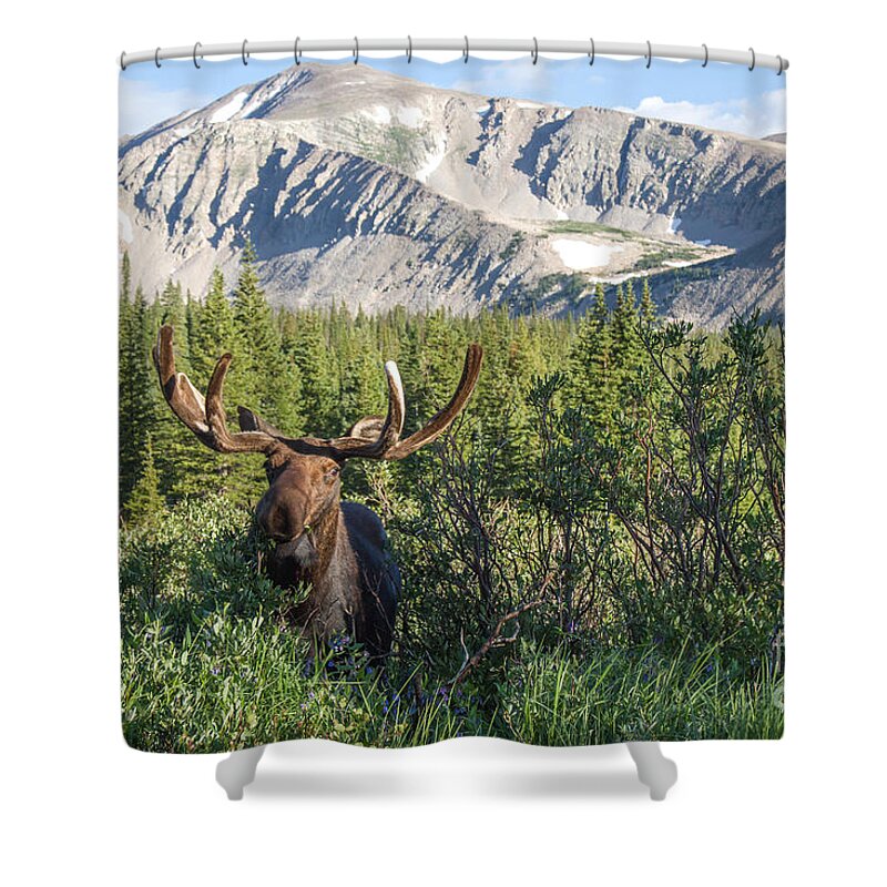 Moose Shower Curtain featuring the photograph Mountain Moose by Chris Scroggins