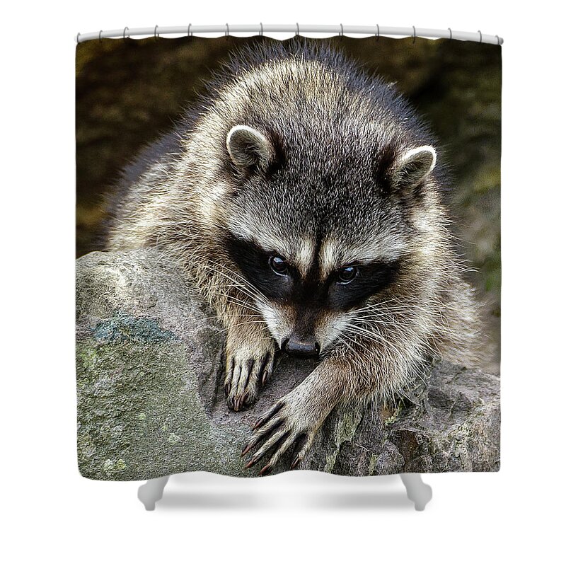 Raccoon Shower Curtain featuring the photograph Mournful Raccoon by Jerry Cahill