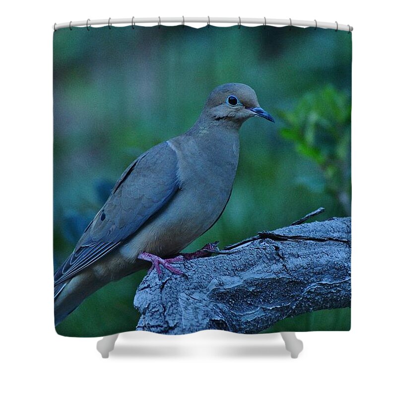 Linda Brody Shower Curtain featuring the photograph Mourning Dove Early Evening Shot by Linda Brody