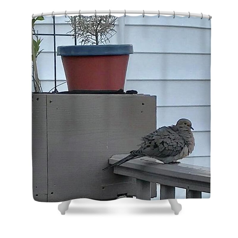 Birds Shower Curtain featuring the photograph Mourning Doves Pose in Silouette at Twilight by Kenlynn Schroeder