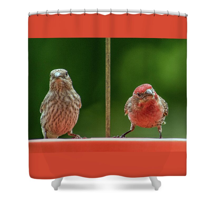 Purple Finches Shower Curtain featuring the photograph Mr. and Mrs. Purple Finch by Michael Hall