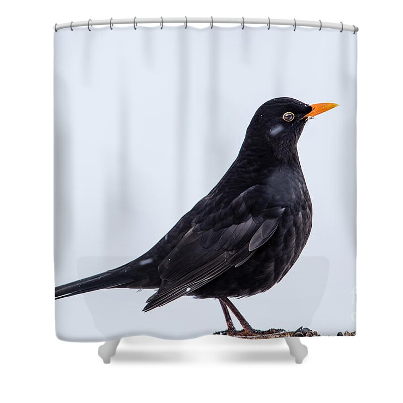 Blackbird Shower Curtain featuring the photograph Mr Blackbird by Torbjorn Swenelius
