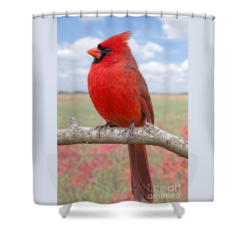 Northern Cardinal Male Shower Curtain featuring the photograph Mr. Cheerful by Bonnie Barry