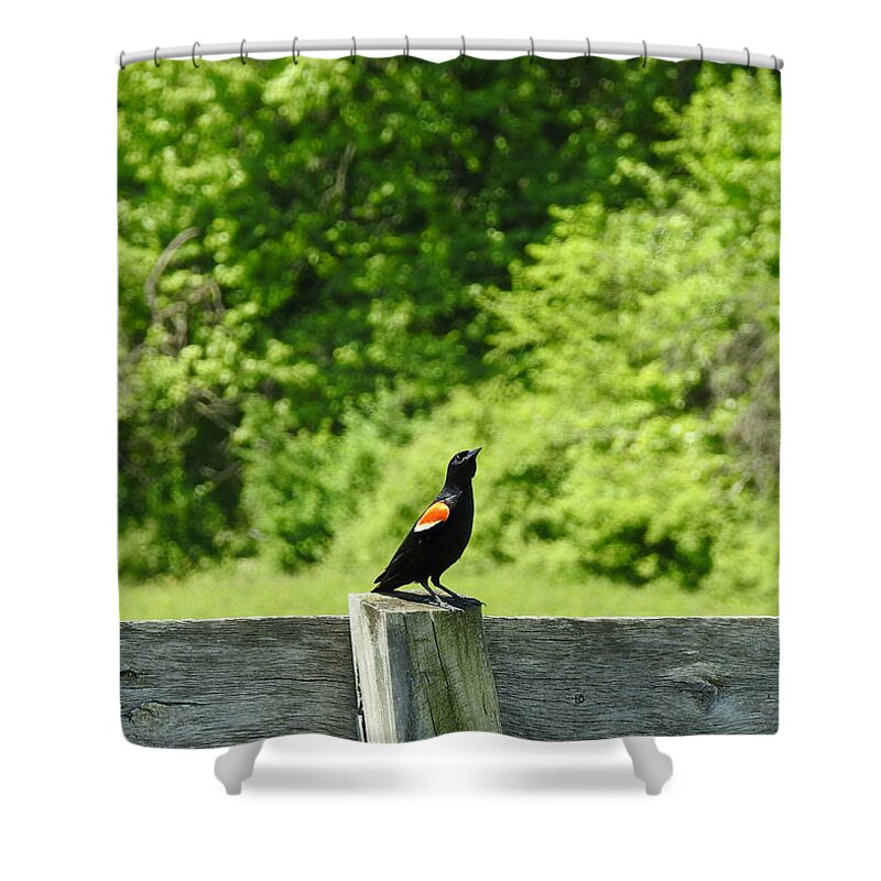 Mr. Proud Shower Curtain featuring the photograph Mr. Proud by Dark Whimsy