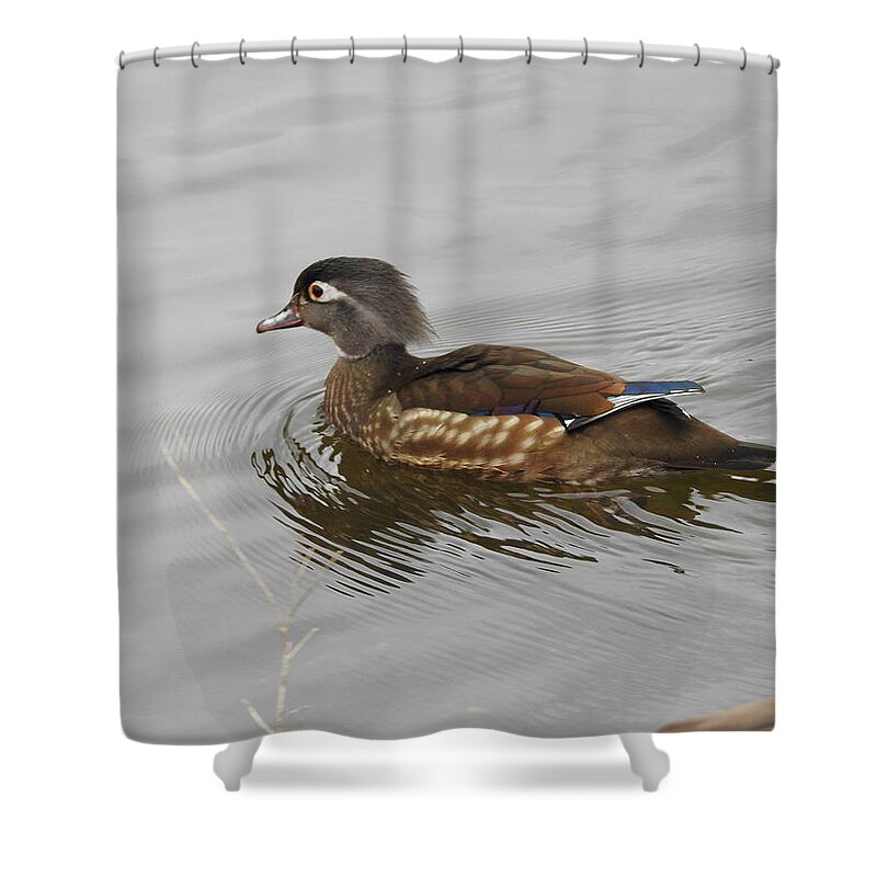 Wood Duck Shower Curtain featuring the photograph Mrs. Wood Duck by Betty-Anne McDonald