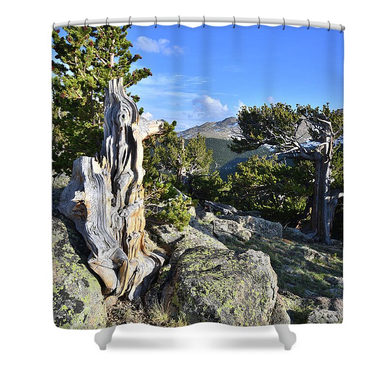 Mount Goliath Natural Area Shower Curtain featuring the photograph Mt. Evans Bristlecones by Ray Mathis