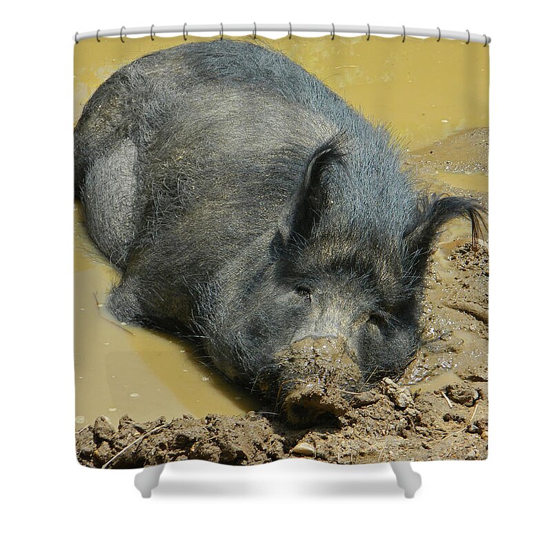 Hog Shower Curtain featuring the photograph Mud Spa by Emmy Marie Vickers