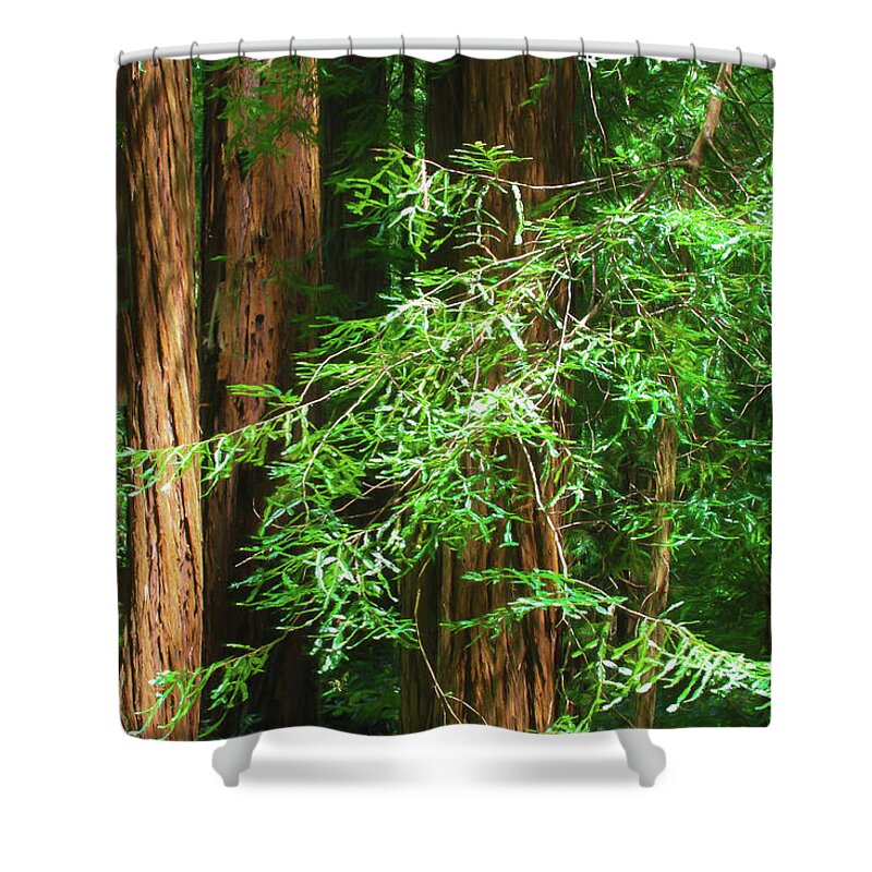 Muir Woods Afternoon Shower Curtain featuring the photograph Muir Woods Afternoon by Bonnie Follett