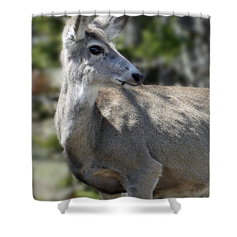 Mule Deer Shower Curtain featuring the photograph Mule Deer 5 by JustJeffAz Photography