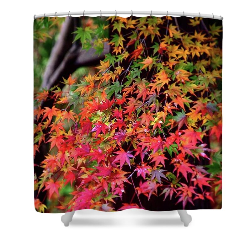 Aitumnleaves Shower Curtain featuring the photograph Multicolored Autumn Leaves by Ippei Uchida