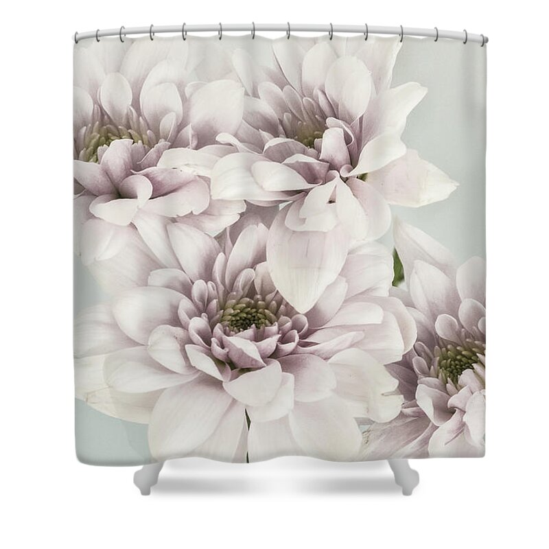 Mums Shower Curtain featuring the photograph Mums in High Key by John Roach