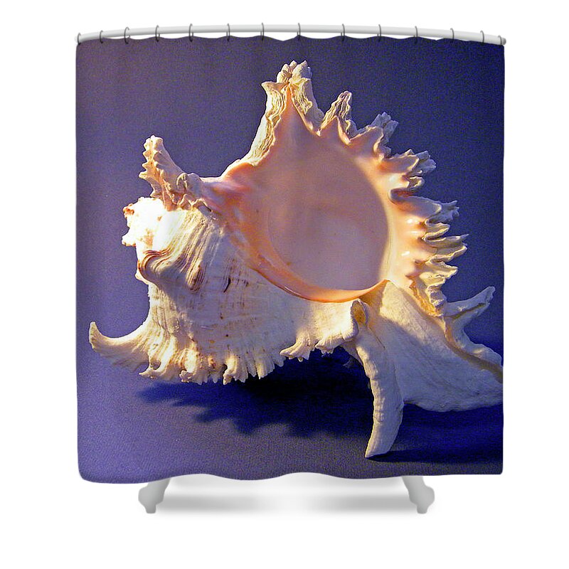 Frank Wilson Shower Curtain featuring the photograph Murex ramosus Seashell by Frank Wilson