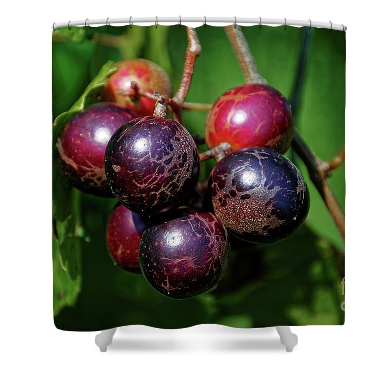Muscadine Grapes Shower Curtain featuring the photograph Muscadine by Paul Mashburn