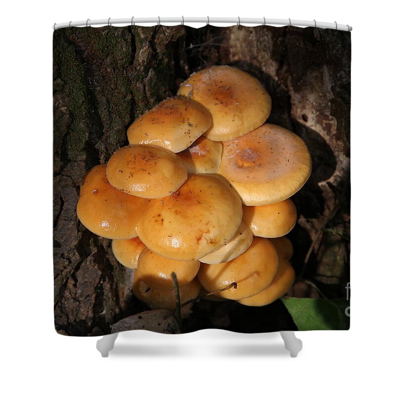 Mushrooms Shower Curtain featuring the photograph Mushroom Cluster by Rick Rauzi