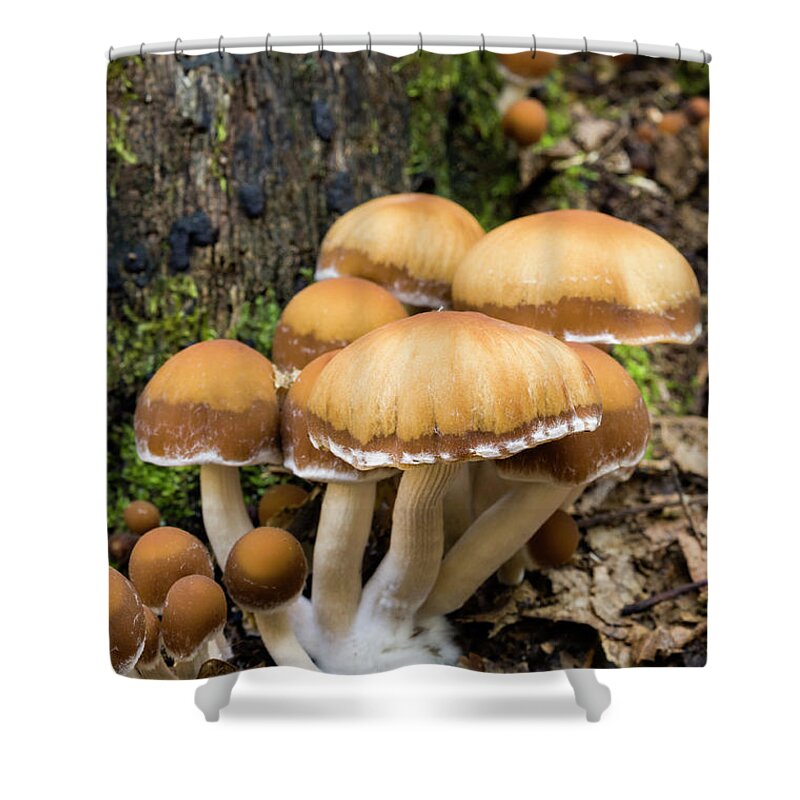 Mushroom Shower Curtain featuring the photograph Mushrooms - D009959 by Daniel Dempster