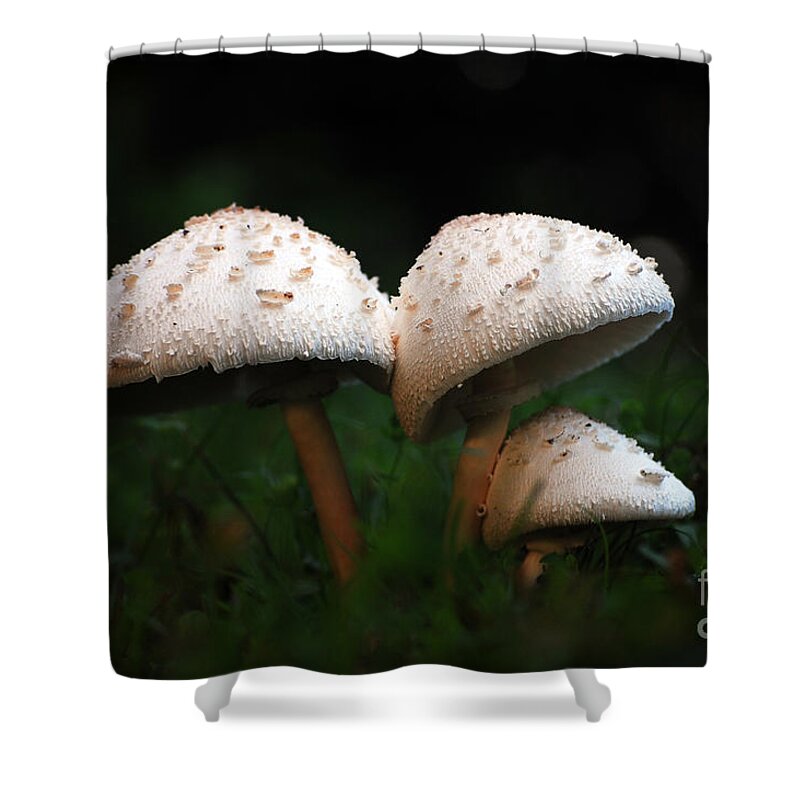 Mushrooms Shower Curtain featuring the photograph Mushrooms in the morning by Robert Meanor