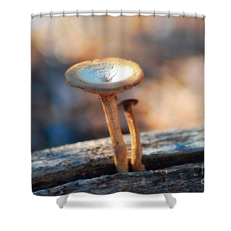 Fine Art Shower Curtain featuring the photograph Mushrooms on a Stick by Donna Greene