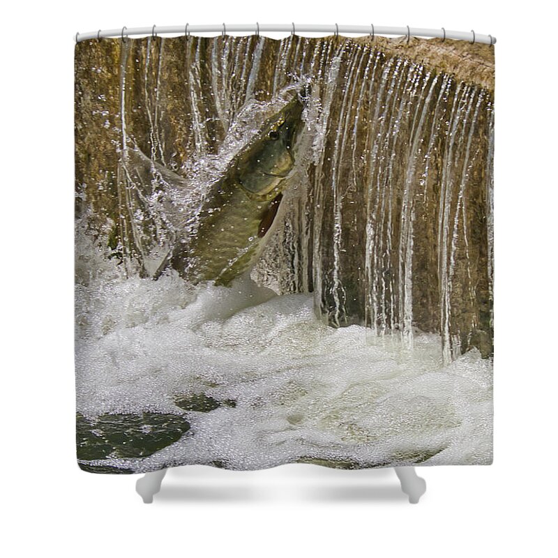 Muskie Shower Curtain featuring the photograph Muskie 2 - Lake Wingra - Madison - Wisconsin by Steven Ralser