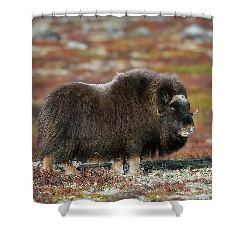 Muskox Shower Curtain featuring the photograph Muskox by Arterra Picture Library