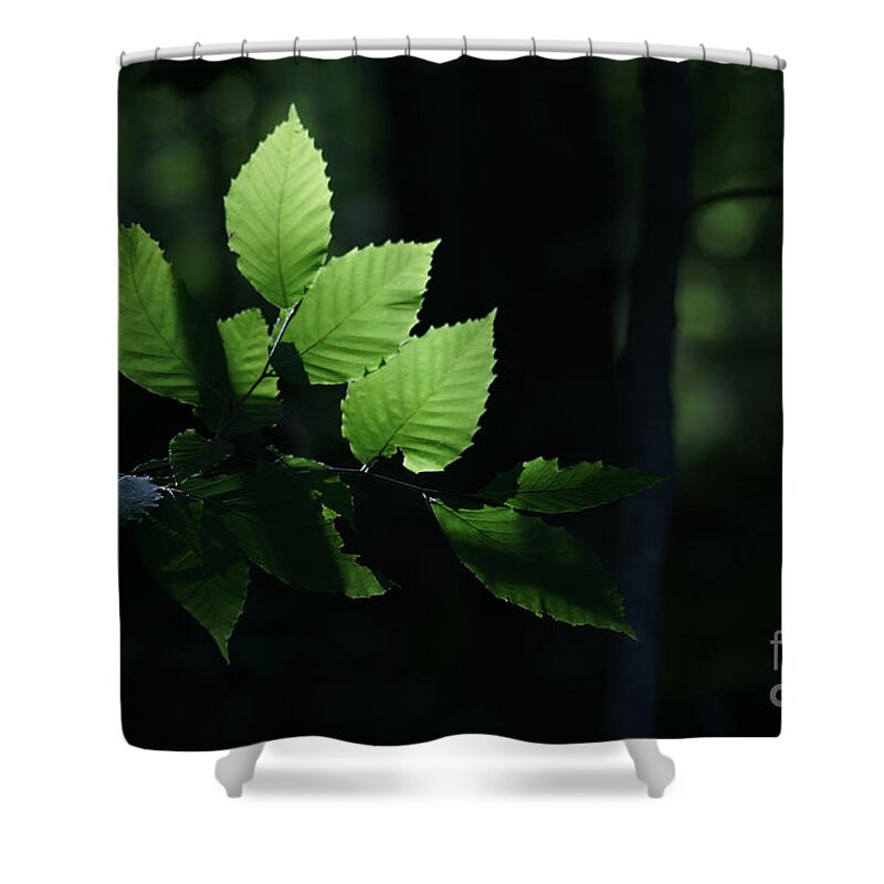 Forest Shower Curtain featuring the photograph Mute And Motionless As If Himself A Shadow by Linda Shafer