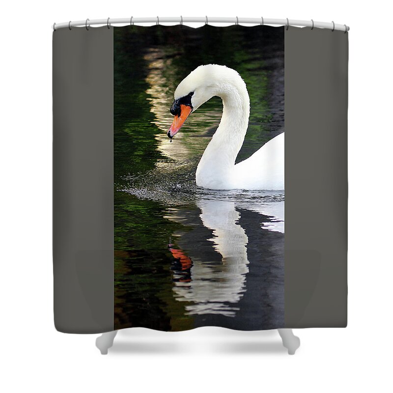 Mute Swan Shower Curtain featuring the photograph Reflection Of A Mute by Jennifer Robin