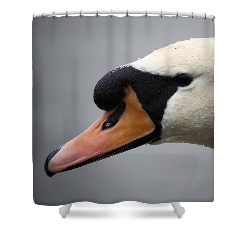 Mute Shower Curtain featuring the photograph Mute Swan Closeup by Adrian Wale