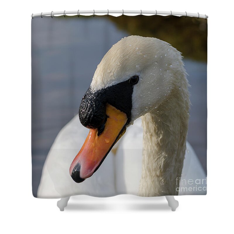 Swan Shower Curtain featuring the photograph Mute swan cob by Steev Stamford