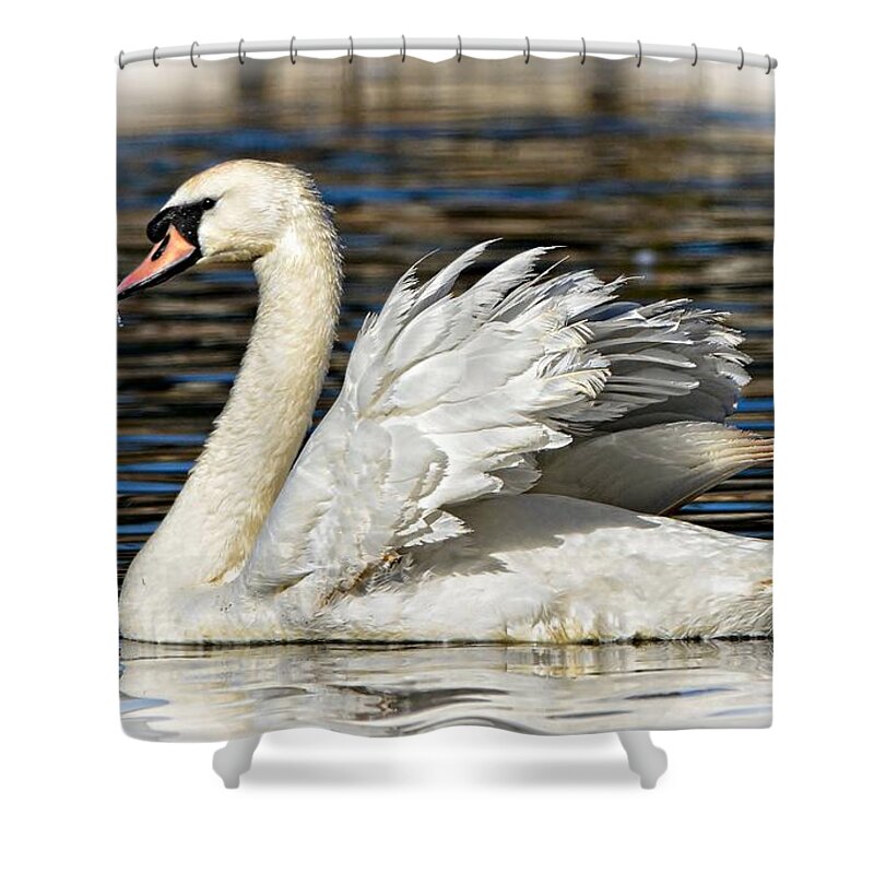 Swan Shower Curtain featuring the photograph Mute Swan by Kathy Baccari