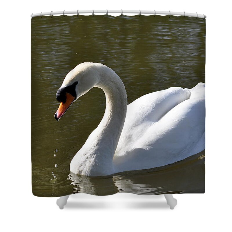 Outdoors Shower Curtain featuring the photograph Mute Swan on Rolleston Pond by Rod Johnson