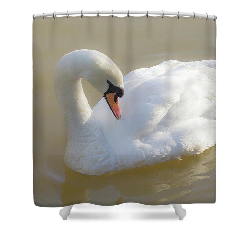 Swan Shower Curtain featuring the photograph Mute Swan by Tanya C Smith