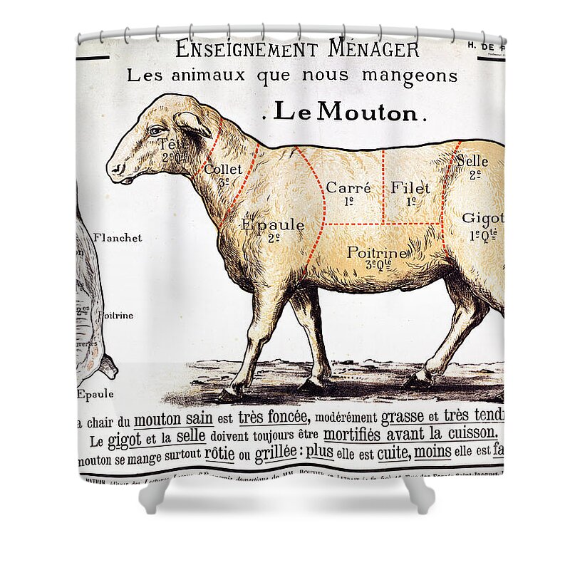 Le Mouton; Lamb; Sheep; Joint; Cut; Meat; Food; Animal; Mutton; Butchering Shower Curtain featuring the drawing Mutton by French School