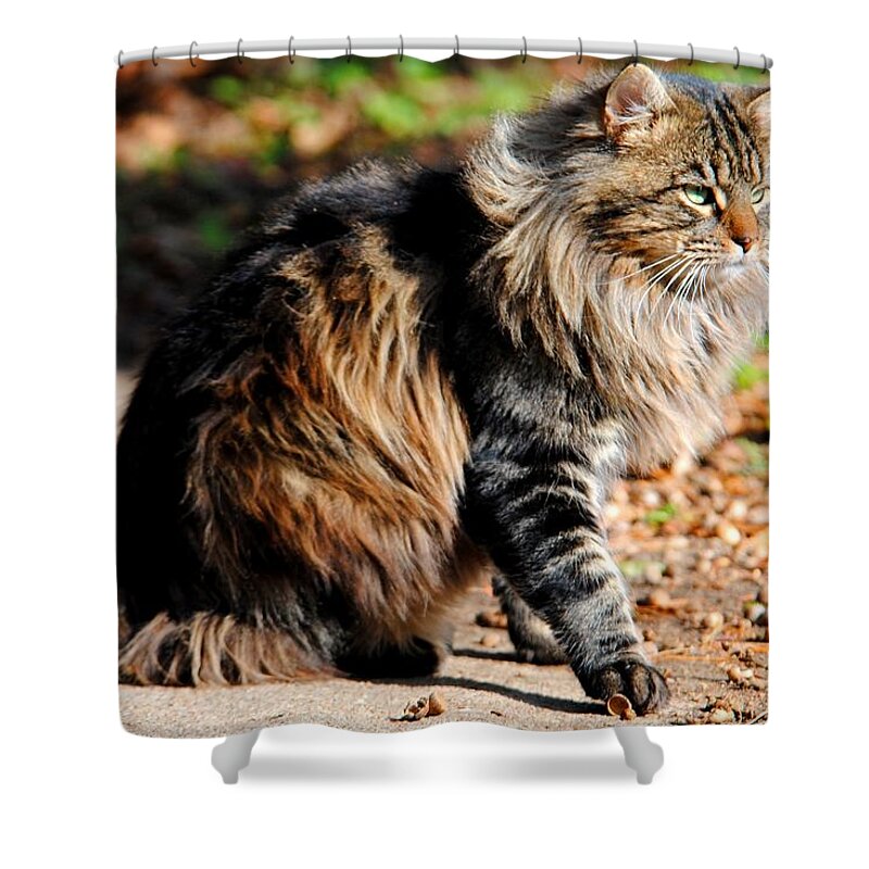 Cat Shower Curtain featuring the photograph My Acorn by Jai Johnson