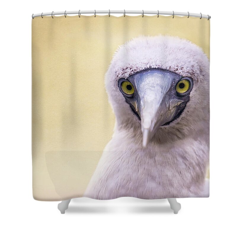 4/16/17 Shower Curtain featuring the photograph My Booby Buddy by Louise Lindsay